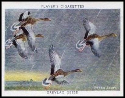 9 Greylag Goose